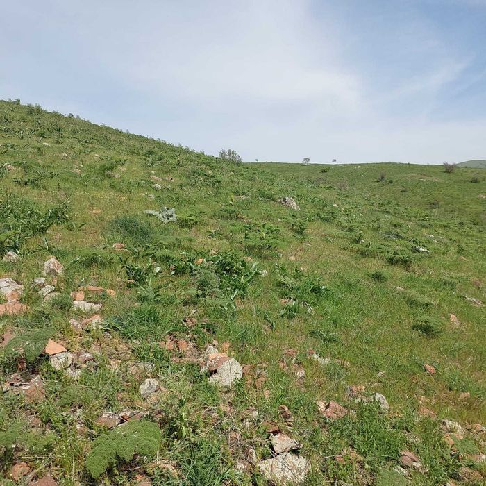 Земельный участок в Тюлькубасском районе