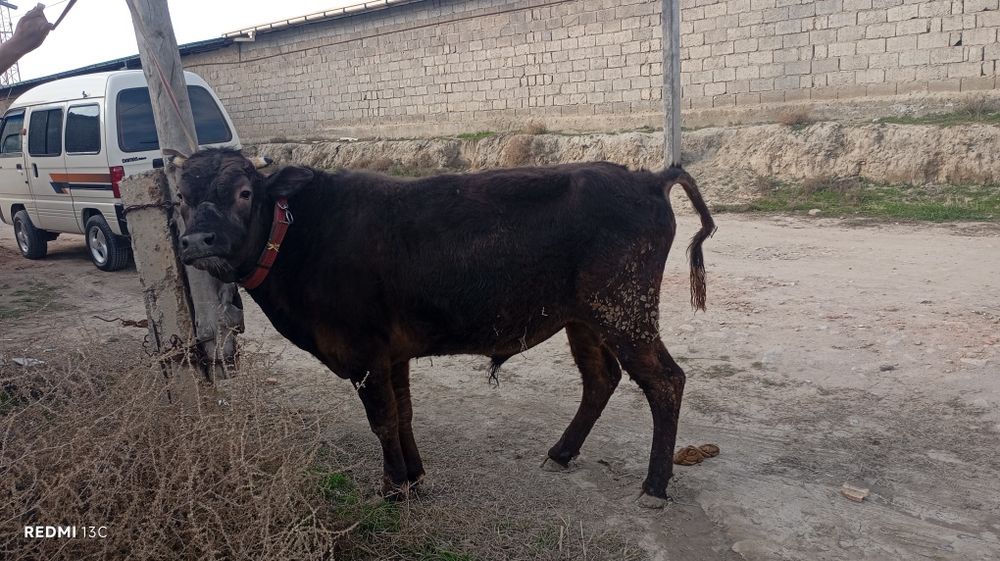 Навос сотилади зури