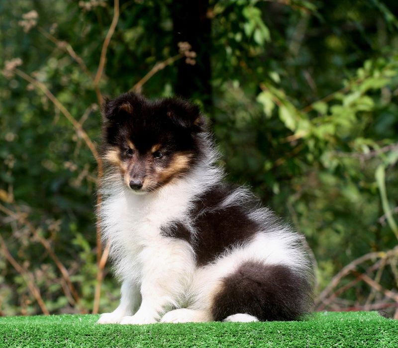 Sheltie - Shetland Sheepdog