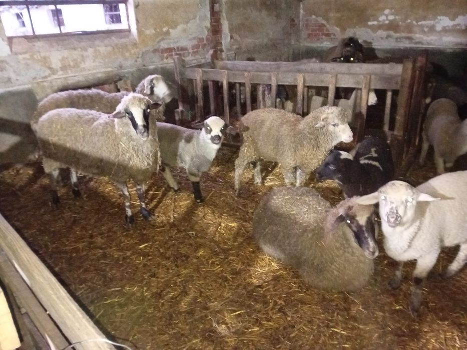 Oi cu miei de vânzare – 10 oi, 10 miei + 2 berbeci