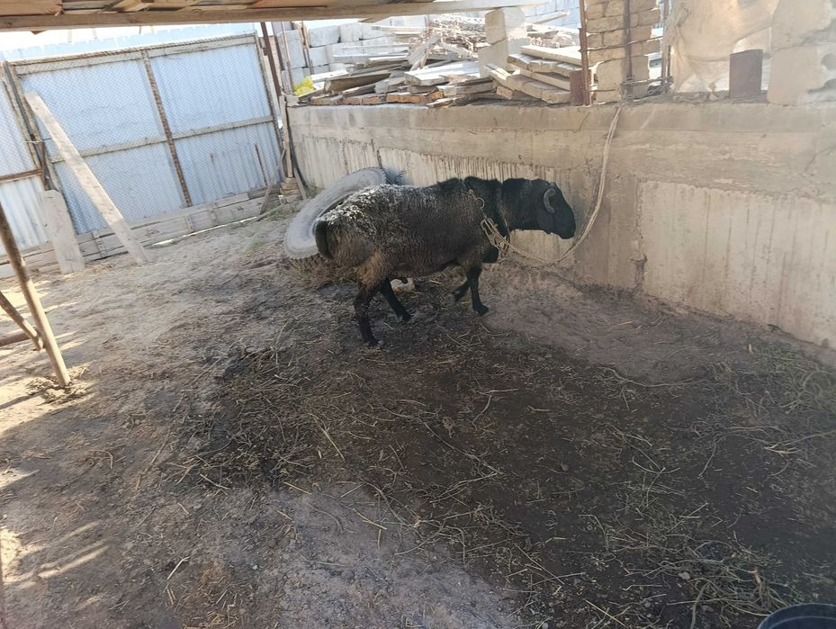 Qo'chqor sotiladi