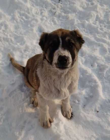 Собака щенок Алабай породы (3-х месячный)