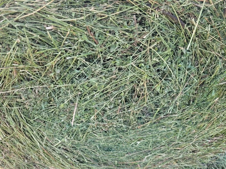 Baloti lucerna gurahont