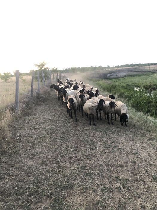 De vanzare oi carabase sarbesti