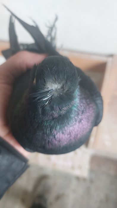 Голуби черный носочубый кептер