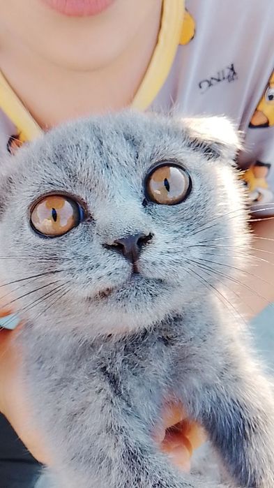 Шотландия веслоухий