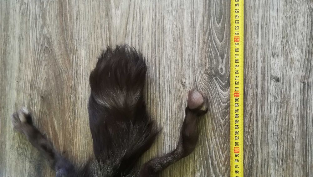 Яка и шапка от лисица