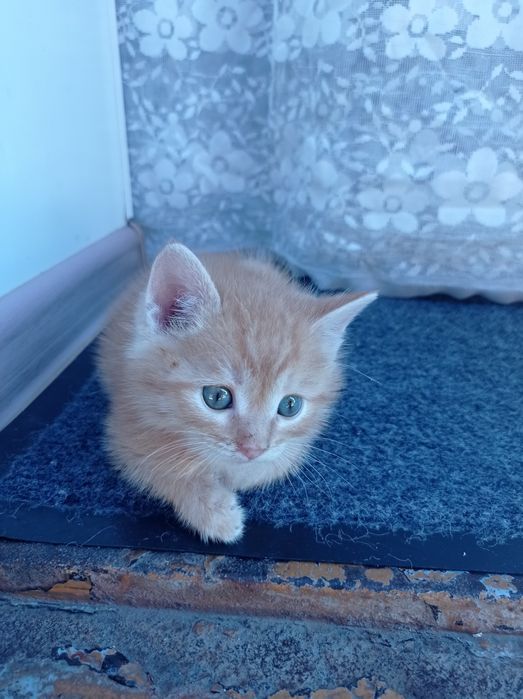 Рыжие котята - мальчики