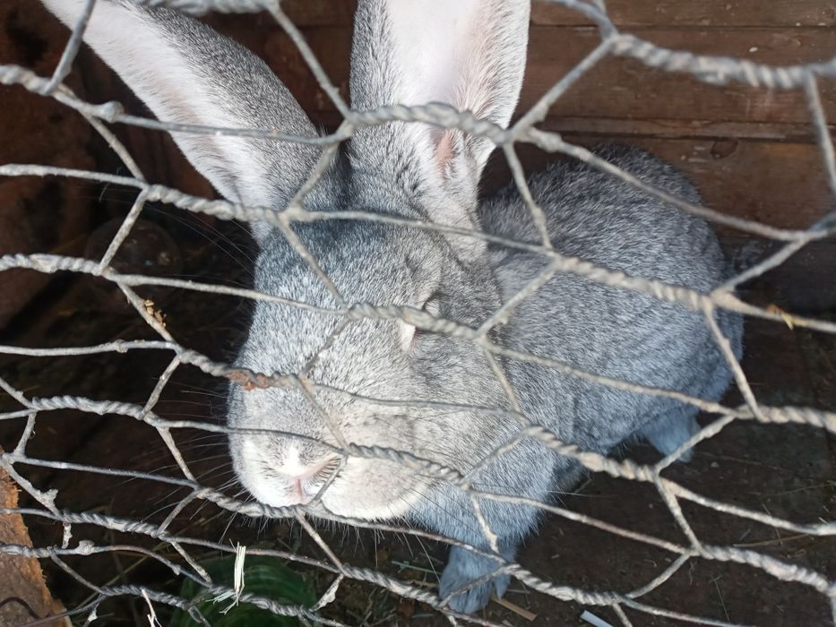 Крол хороший 6 месяцев