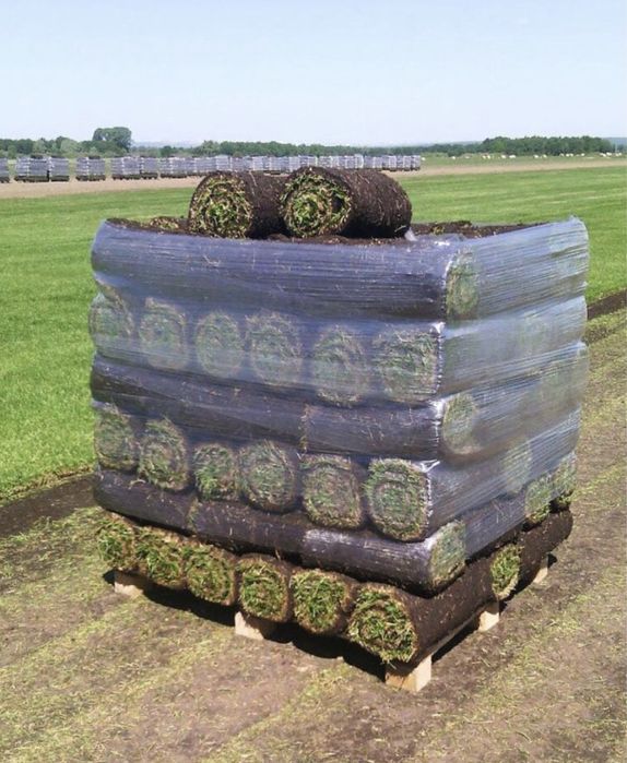 Газон посевной и рулонный