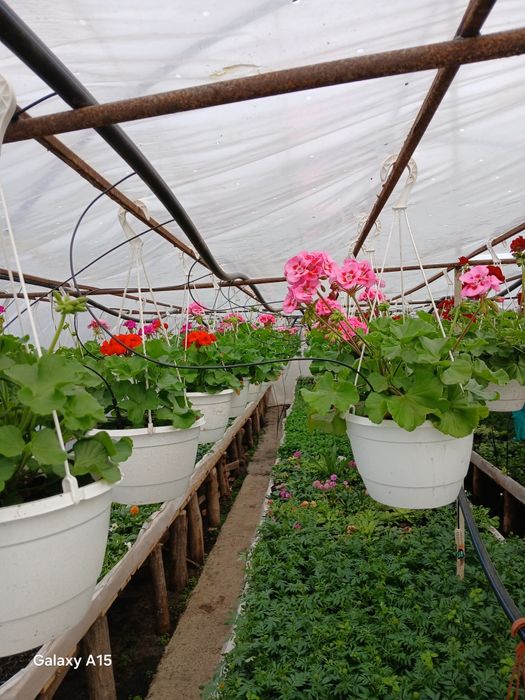 Vand flori de primavara