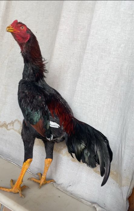 Juja iyul chiqan yirik vesi 3,9 kg bor qoraqizil toza