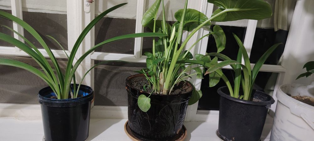 Gullar sotiladi xonaki gullar