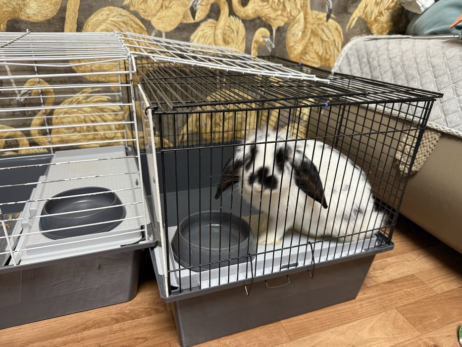 Продам двух кроликов