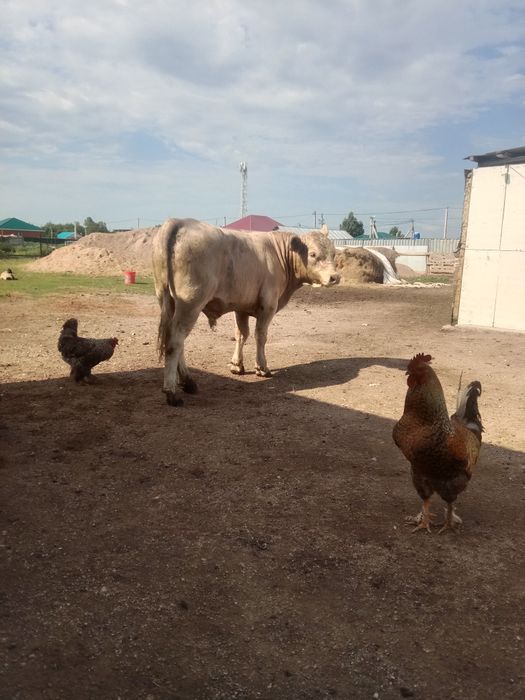 Продам кур полу брама