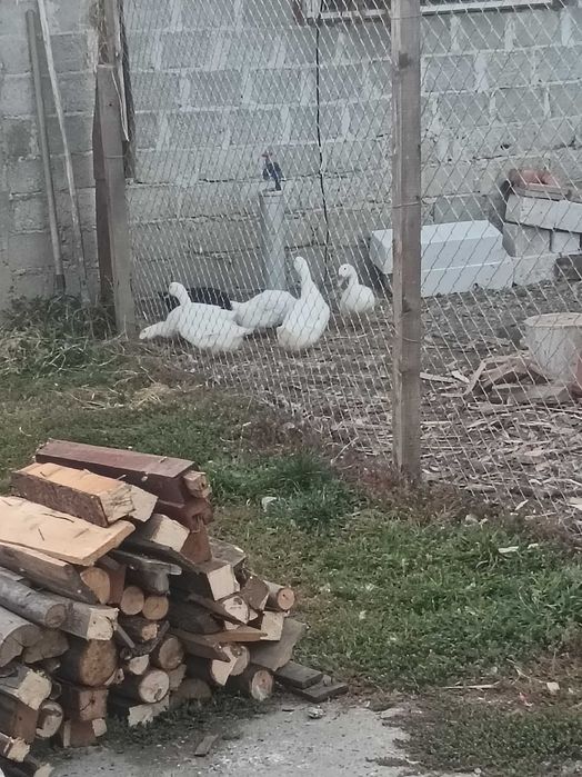 Rate de vânzare