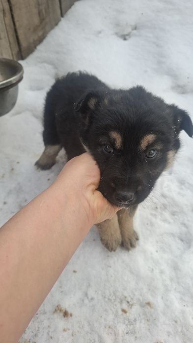 Очень милые щенята