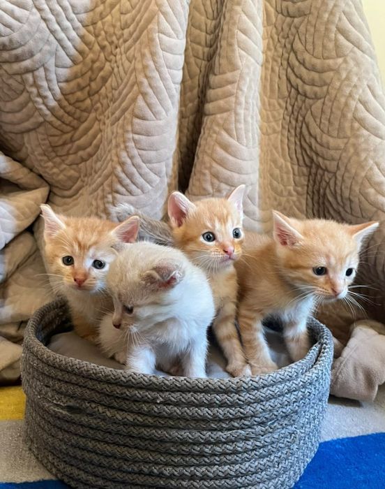 Отдам котят бесплатно