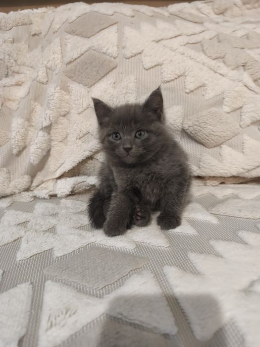 Отдам котят в добрые руки