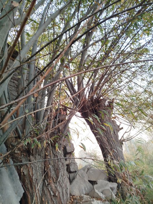 Толлар бор сотилади