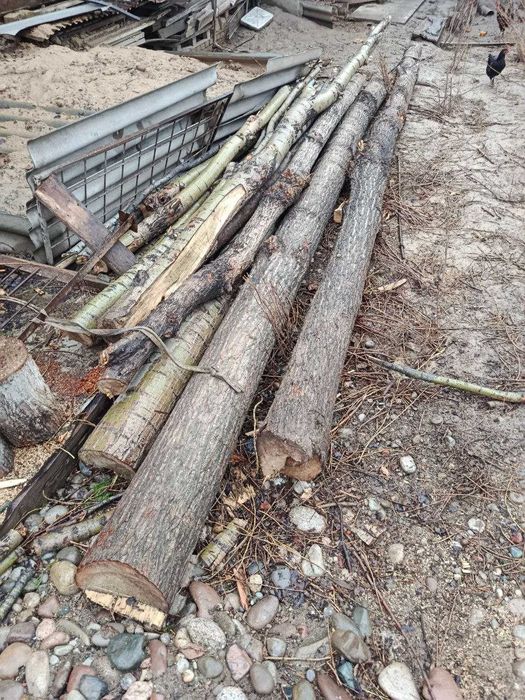 Продается тополь