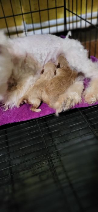 Бронь на щенят Мальтипу Ф_2