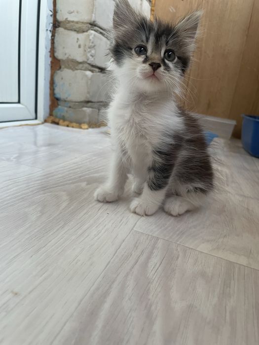 Отдам в добрые руки