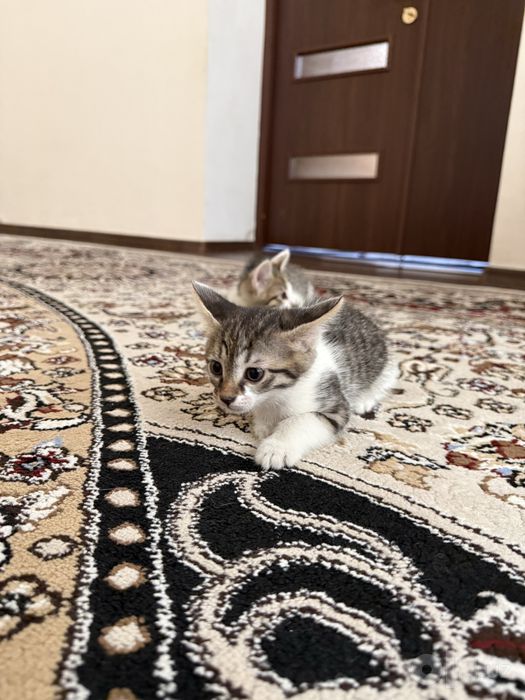 Отдам в хорошие руки котят 1,5 месяца мальчи и девочка