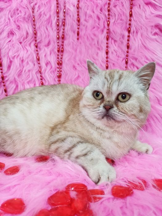 Продам чистокровную шотландку