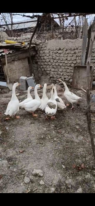 Soğlom  va sifatli ğozlar