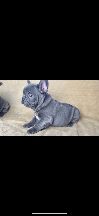 Bulldog francez blue
