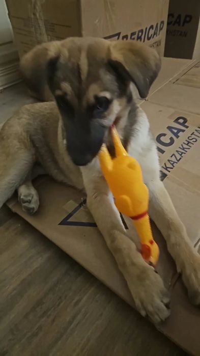 Потерялся щенок девочка