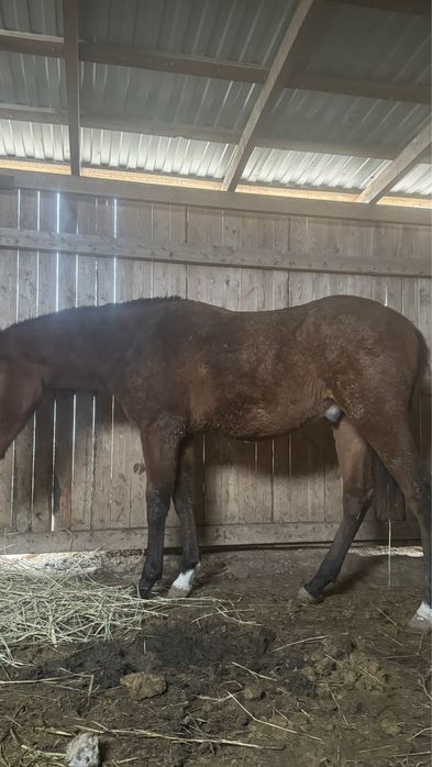 Уральск, район акжаикски