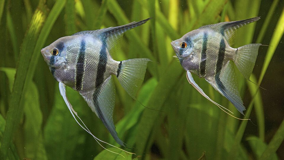 Аквариумные рыбки