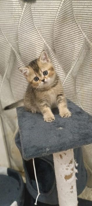 Котята шотландци