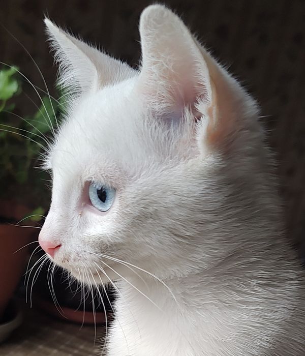 Персийска чинчила, 5 мес, снежно бяла