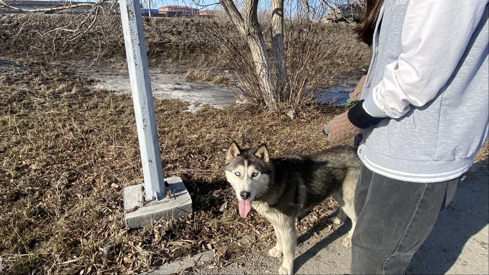 Порода сибирский хаски продаётся