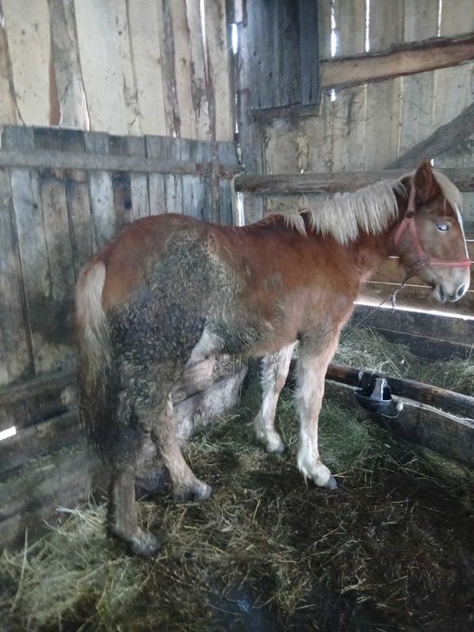 De vânzare mânza de 8 luni