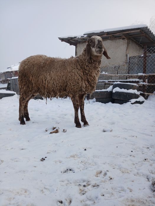 Berbec bergamasca/sârbesc