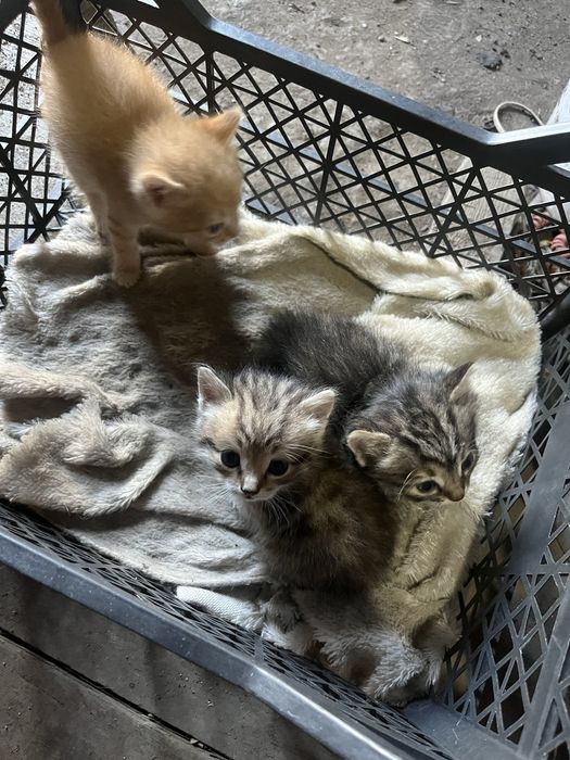 Отдам котят в добрые руки