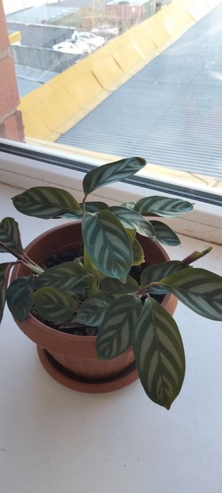 Обмен комнатными цветочками