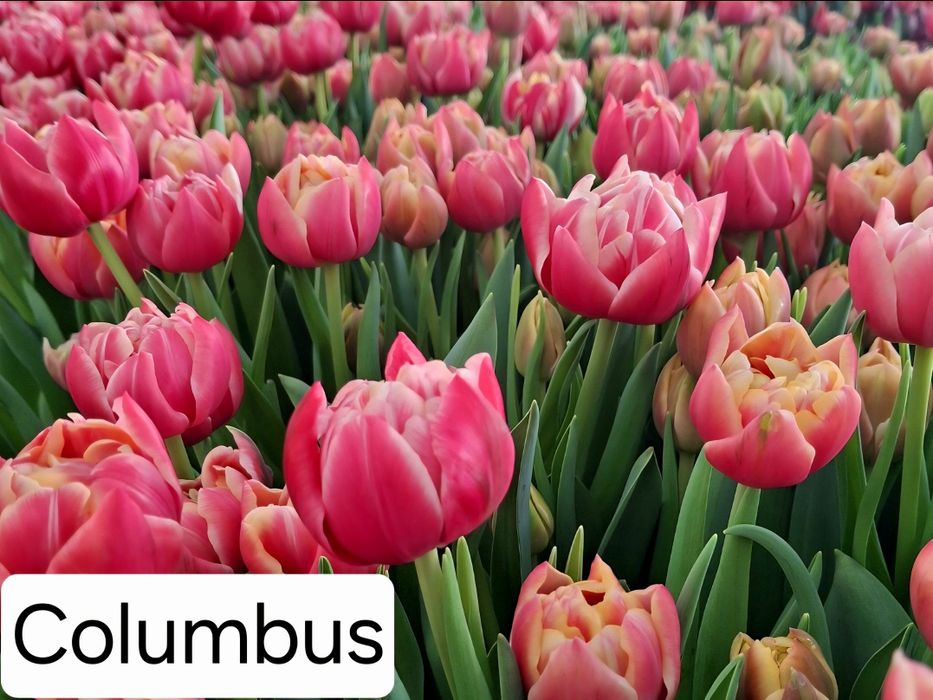 Тюльпаны к 8 марта оптом и в розницу!