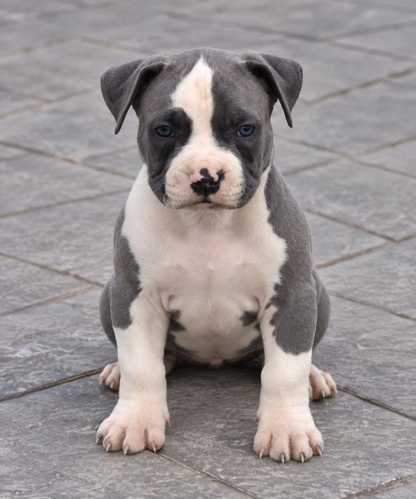 Pui American Staffordshire Terrier Bleu