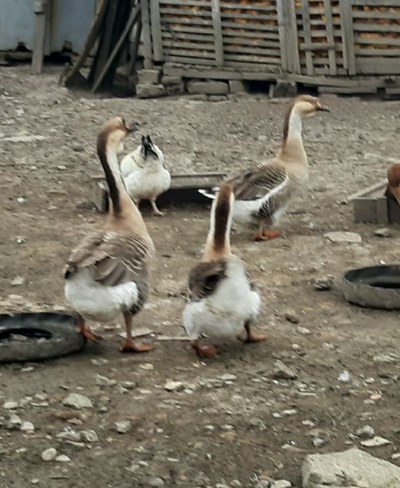 Oua de gasca pentru incubat