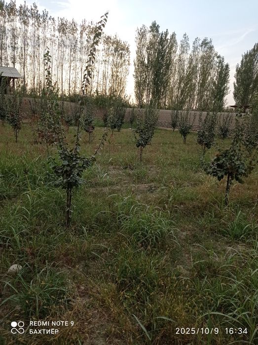 фаргона кучкорчида участка сотилади 8 сотих котта  йлди буйида 1 сотих