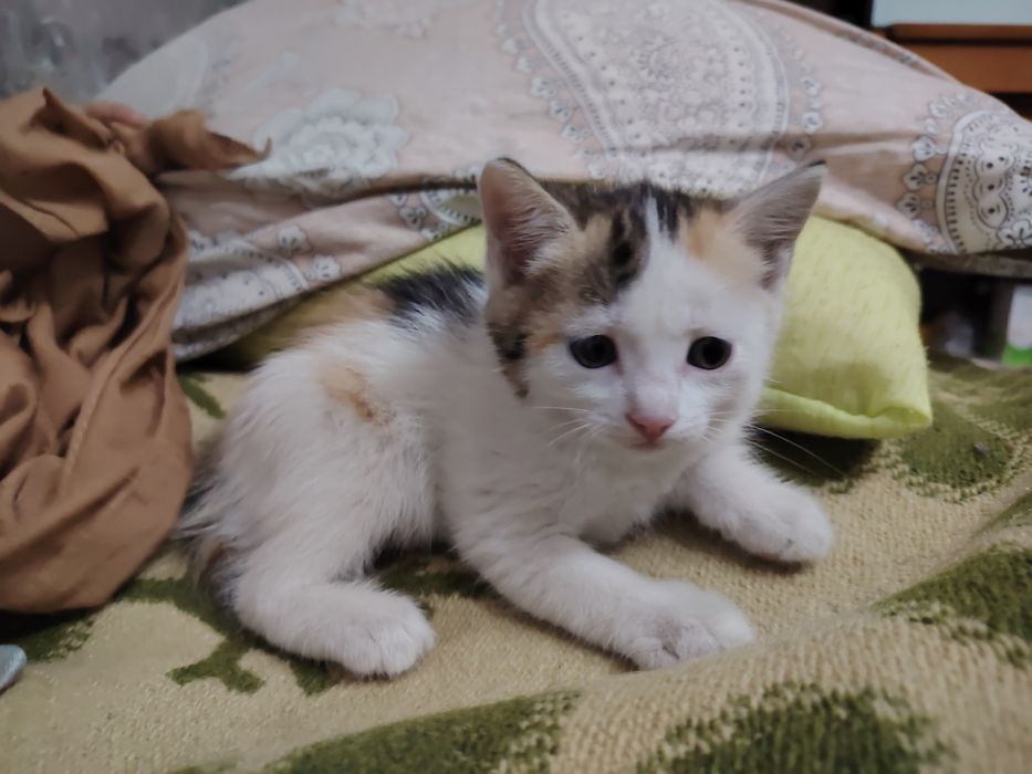 Отдадим котёнка девочку