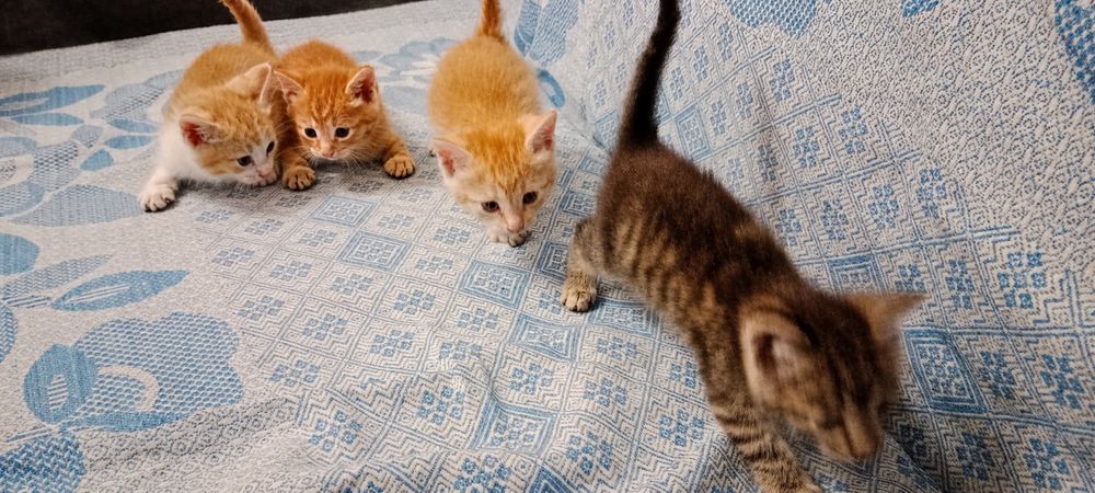 срочно отдадим котят