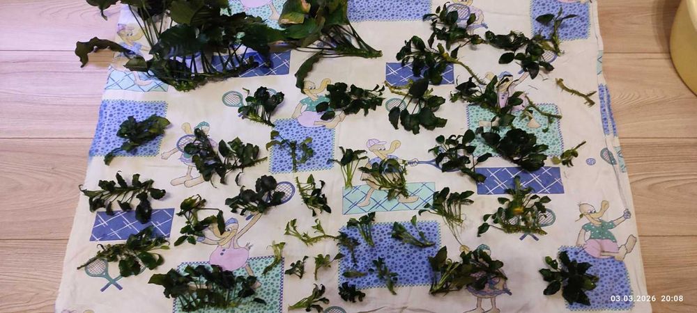 Анубиаси различни видове и големини