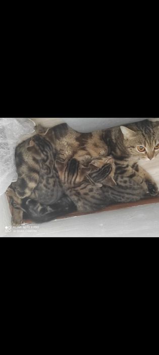 Бенгальские котята