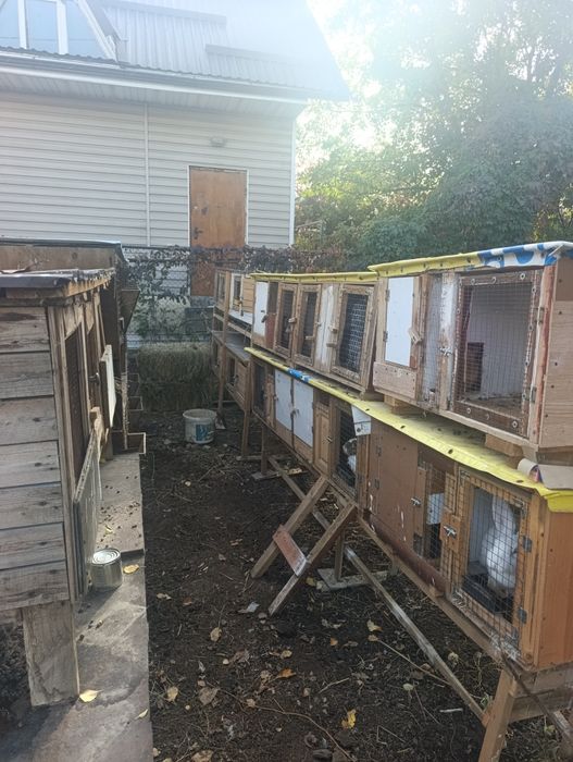 Продам кроликов с клетками